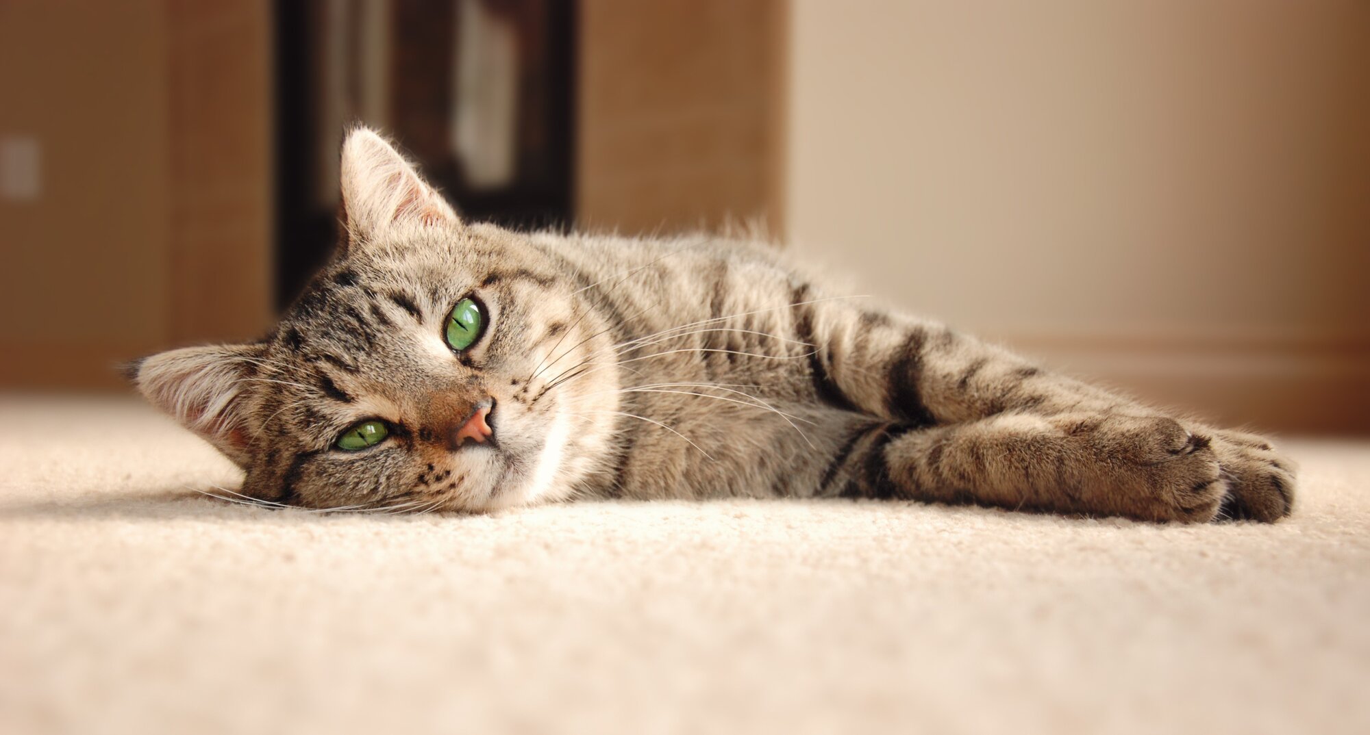 cat laying on side on carpet