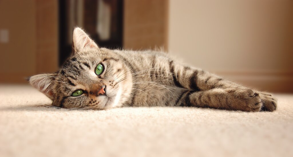 cat lying on side on carpet