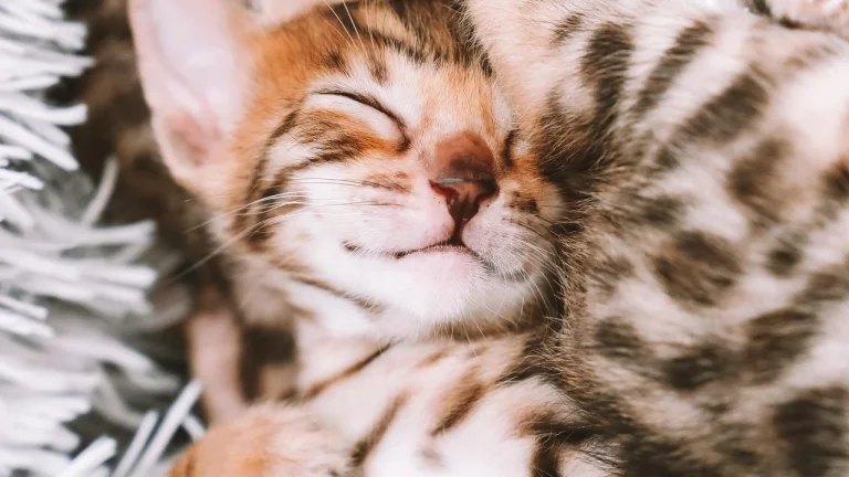 bengal kitten sleeping