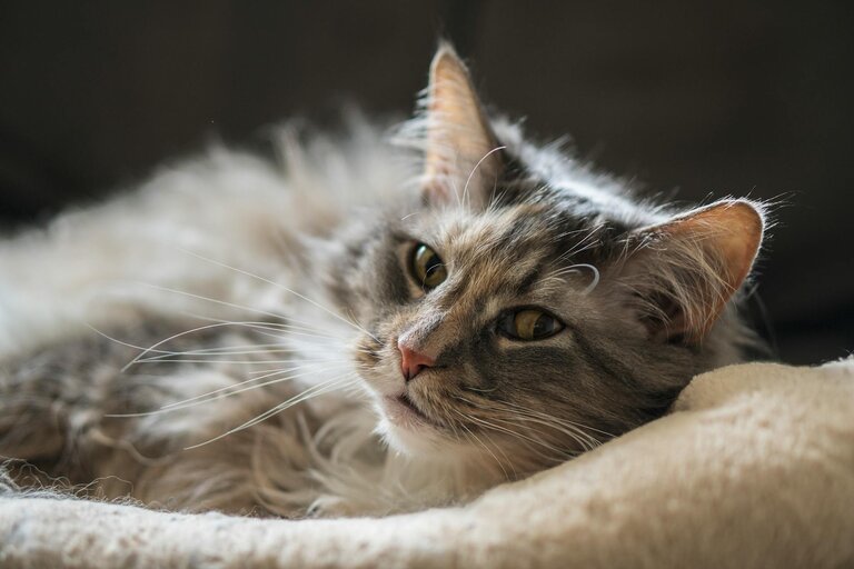 maine coon lying on bed