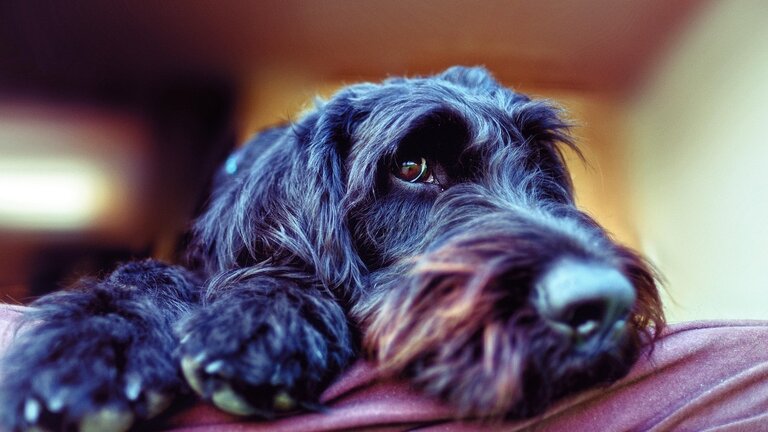 labradoodle laying with head on bed