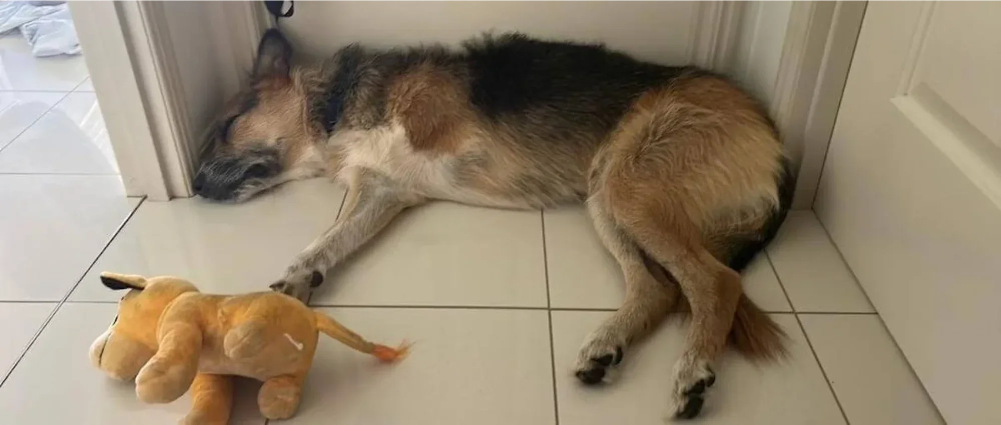 tri-pawd dog with amputated front leg