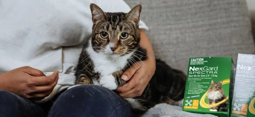 cat being cuddled on lounge next to a pack of Nexgard Spectra