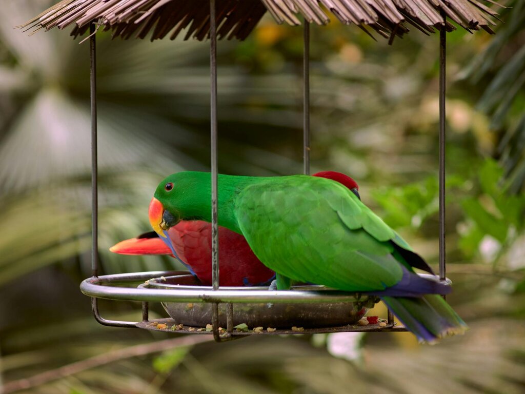 parrots eating from food dish