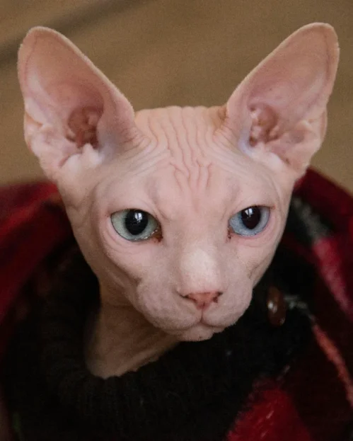 sphynx cat wrapped in blanket