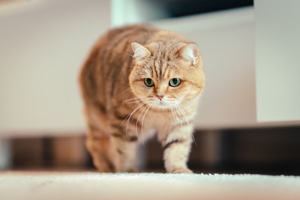 a ginger cat walking on carpet