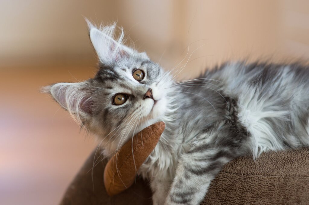 maine coon kitten relaxing indoors