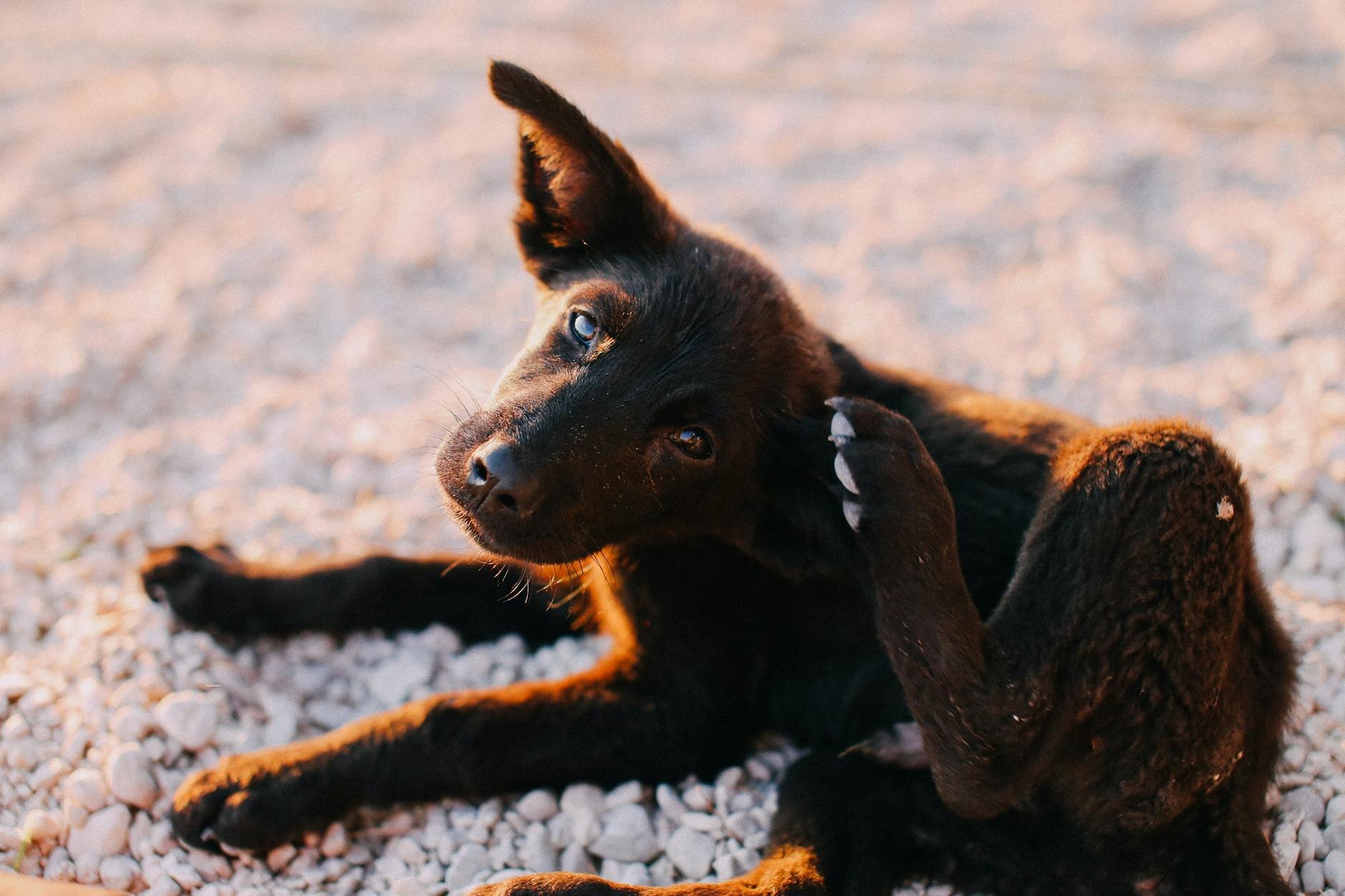 brown kelpie puppy scratching ear