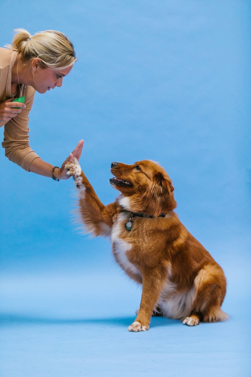dog high-fiving human hand