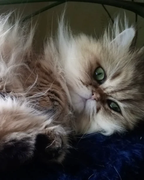 persian cat laying on back