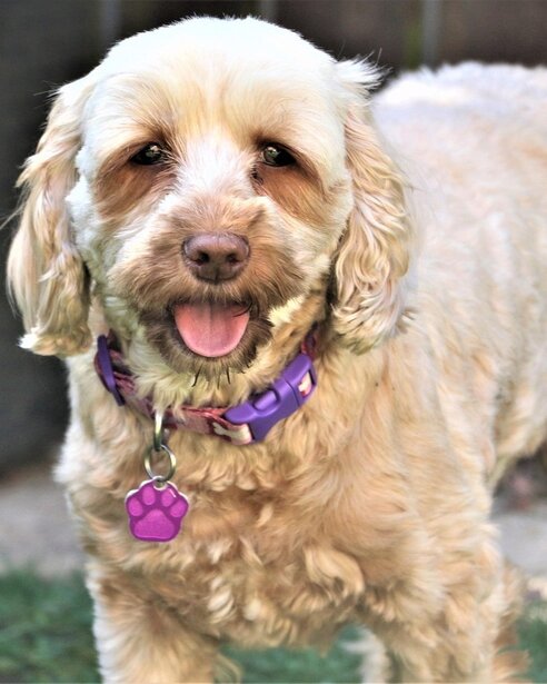 cream spoodle wearing purple collar and tag