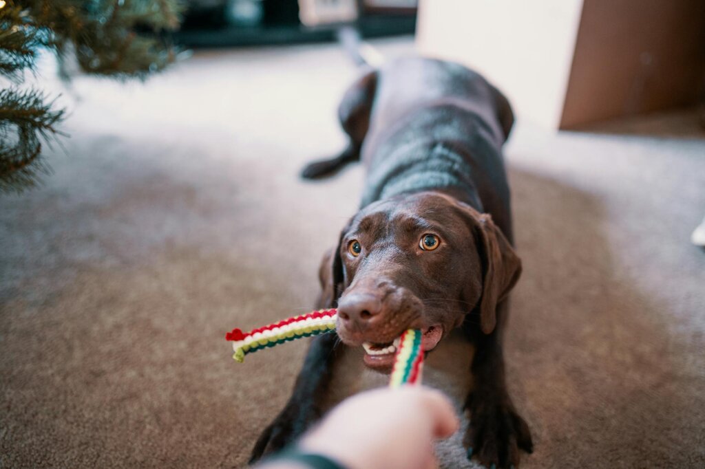 chocolate labrador tugging on rope toy