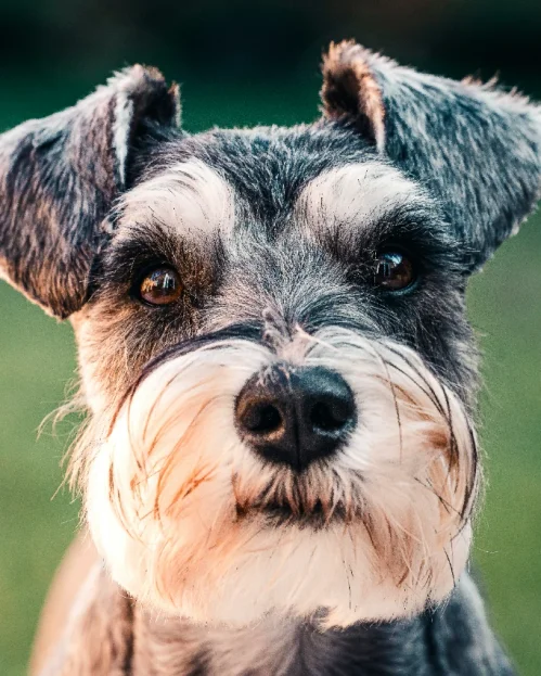 close up of schnauzer face