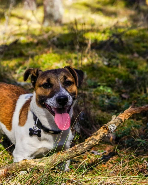 jack russell playing in woodland