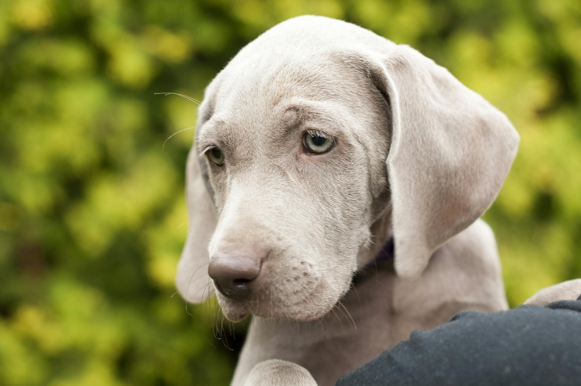 weimaraner puppy