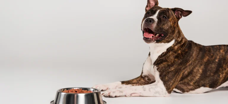 staffy with a food bowl