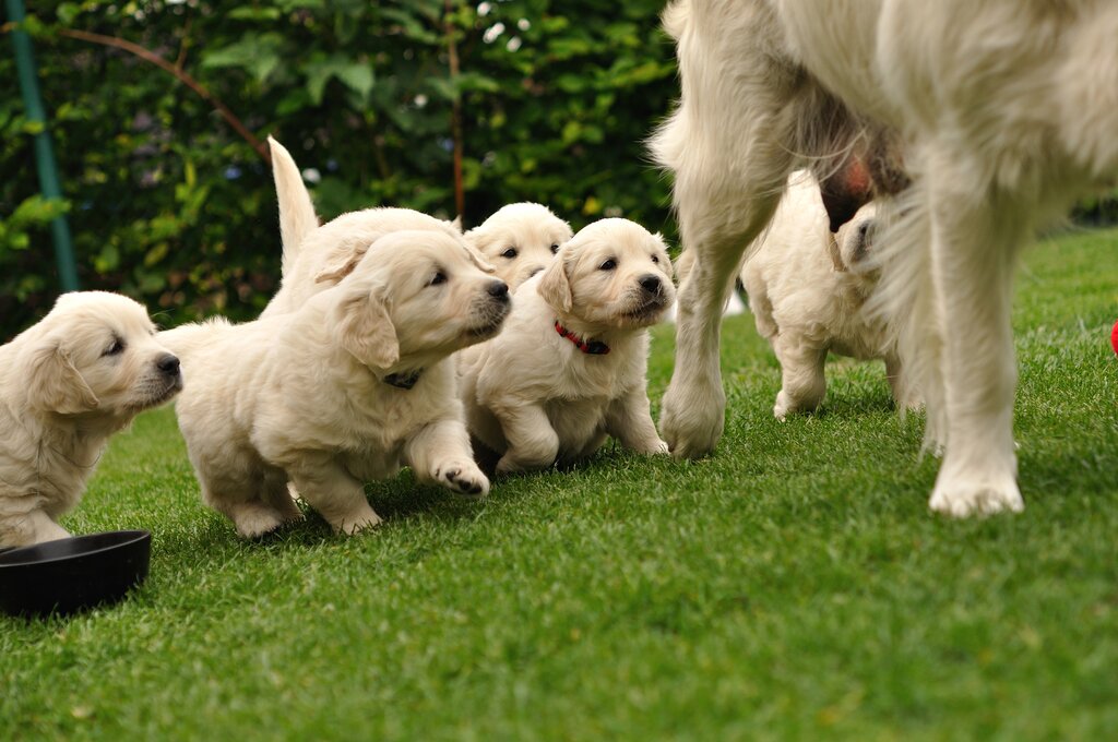 puppy litter running after mum