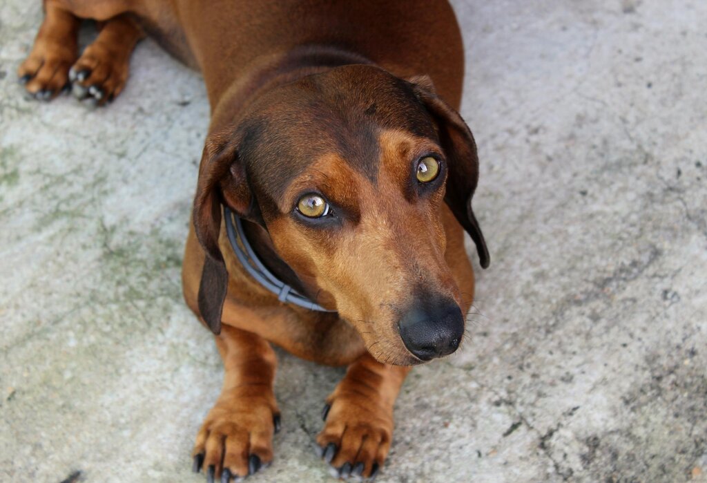 dachshund looking up at camera