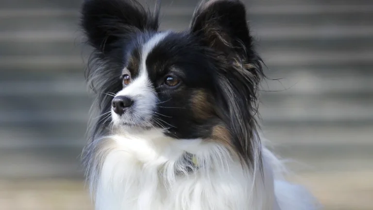 close up of Papillon looking off camera