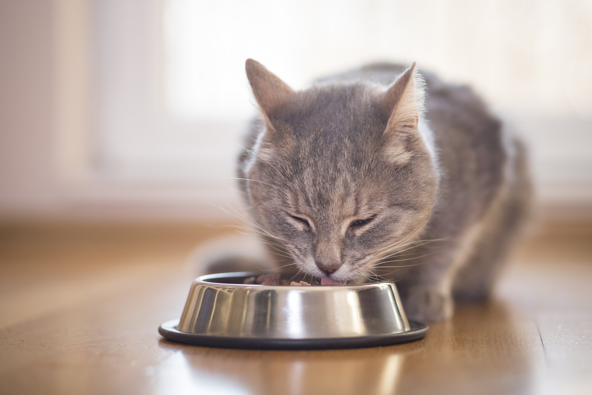 cat eating from stainless steel bowl