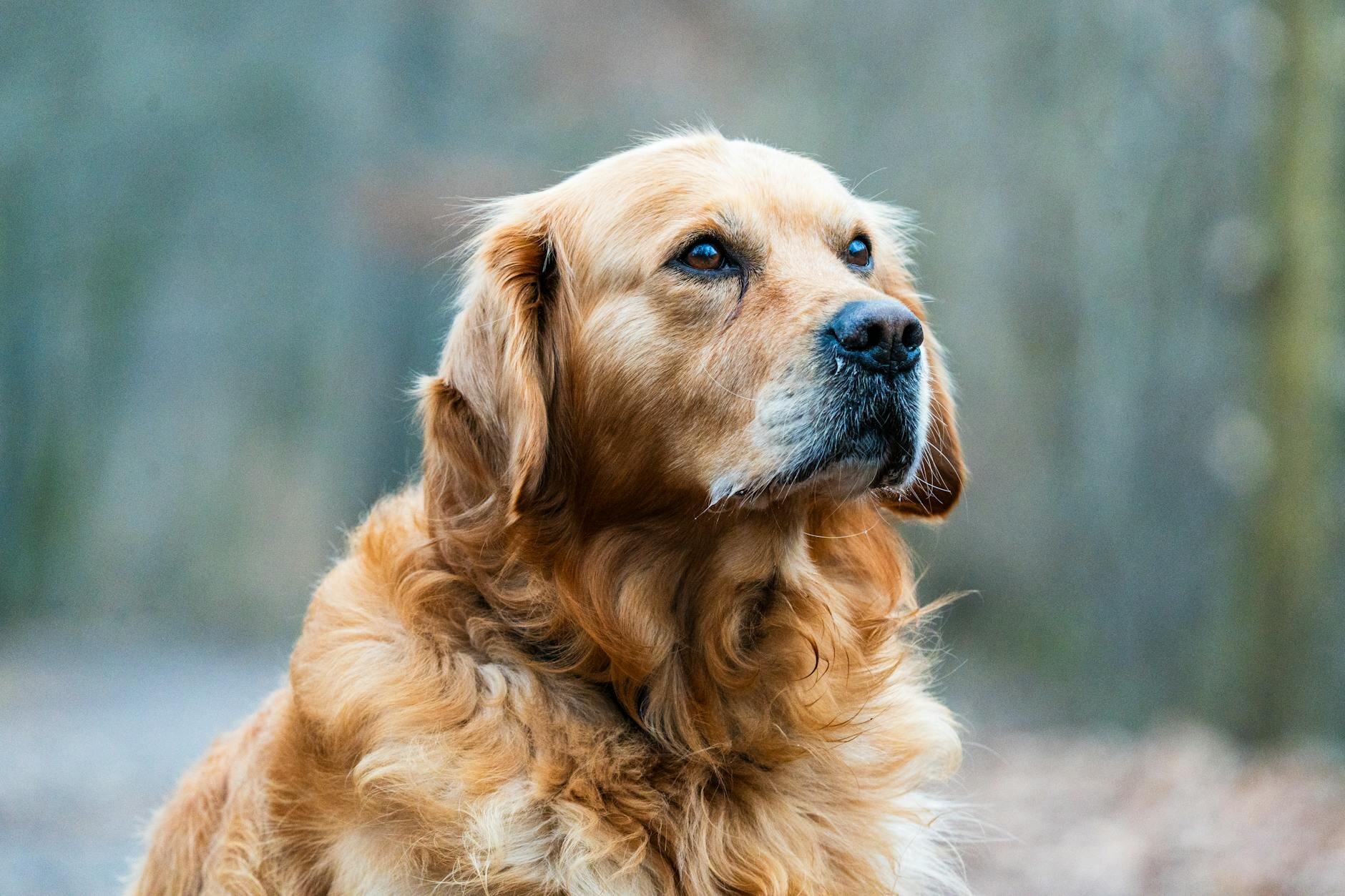 old golden retriever