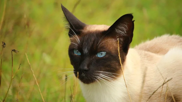 siamese cat in long grass outdoors