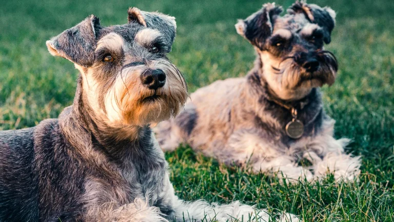 2 schnauzers lying on grass