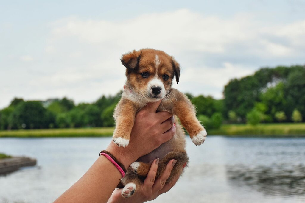 puppy being held up in front of lake