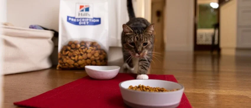 cat walking towards bowl of food