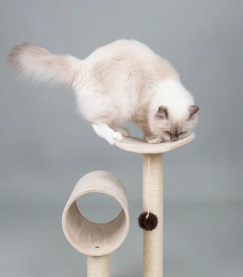 ragdoll in a cat tree