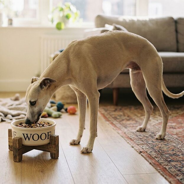 whippet-eating-in-a-bowl