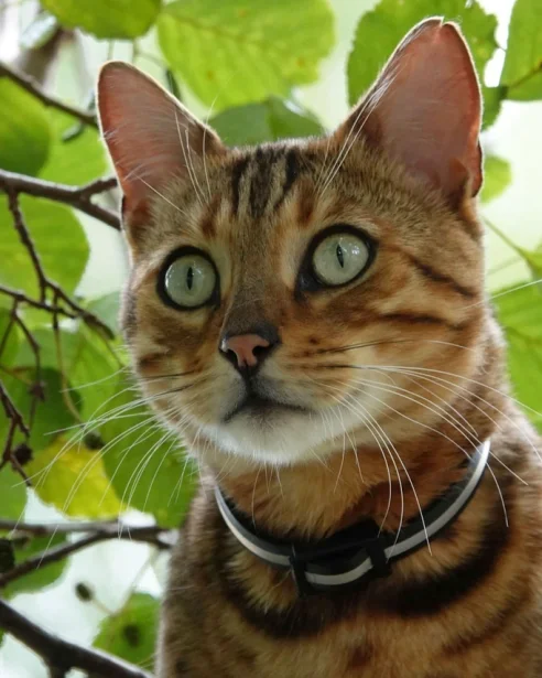 close up of Bengal cat outdoors