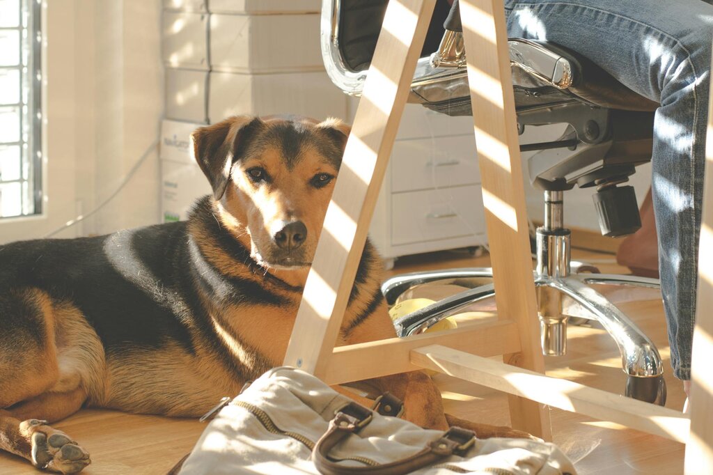 dog lying behind office chair