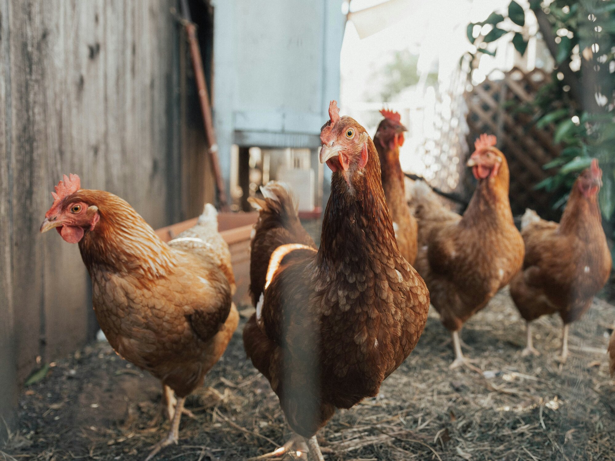 flock of chickens