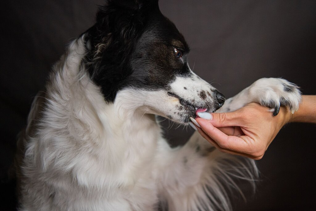 a black and white dog being hand fed something small