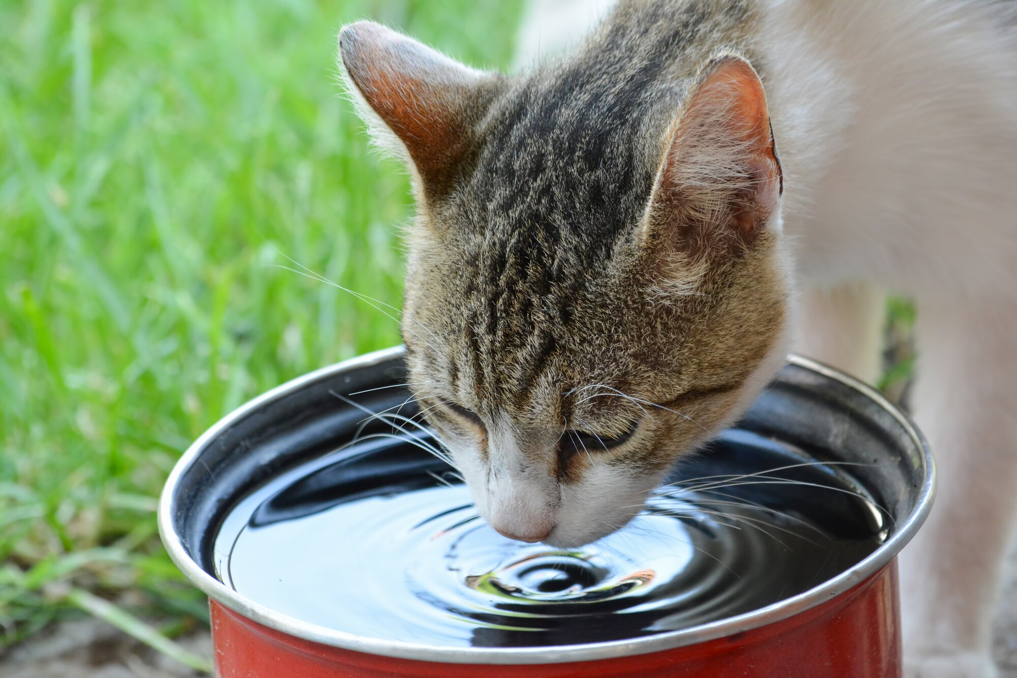 cat drinking water