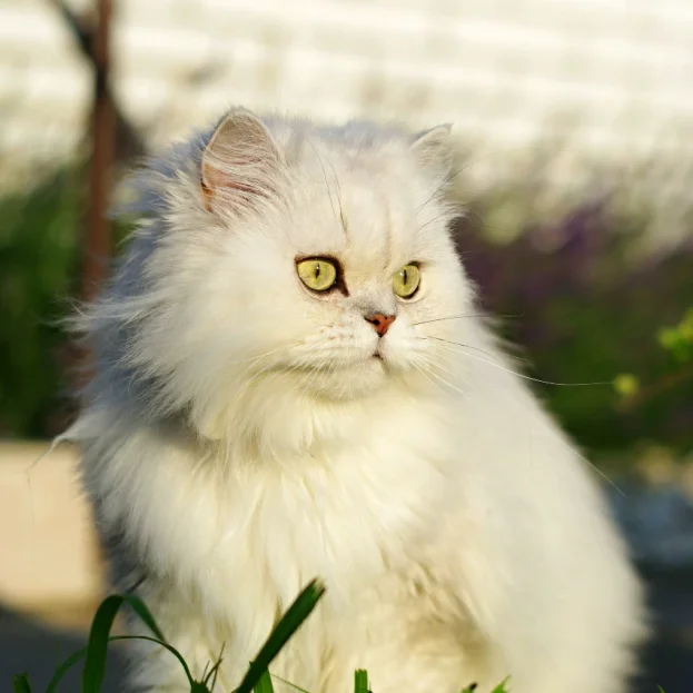 white Persian cat sitting in sunshine outdoors