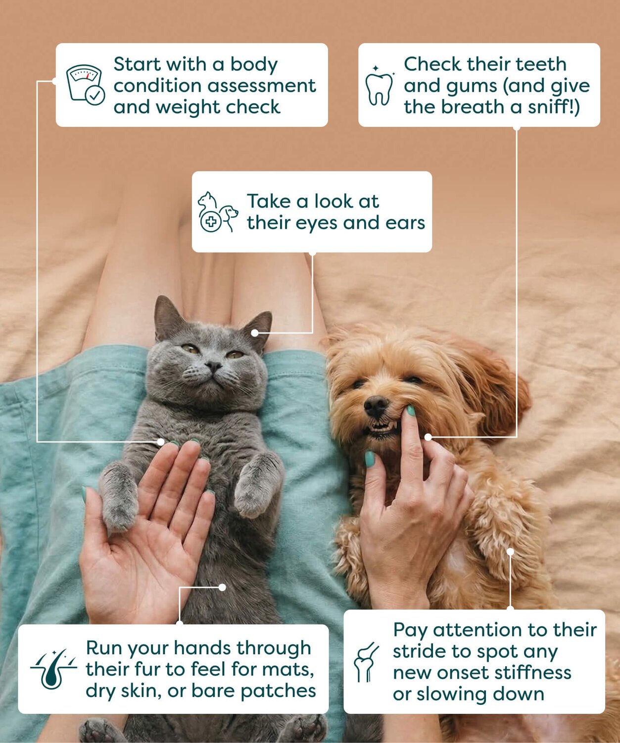 Vet tips: How to start your pet's health care routine at home