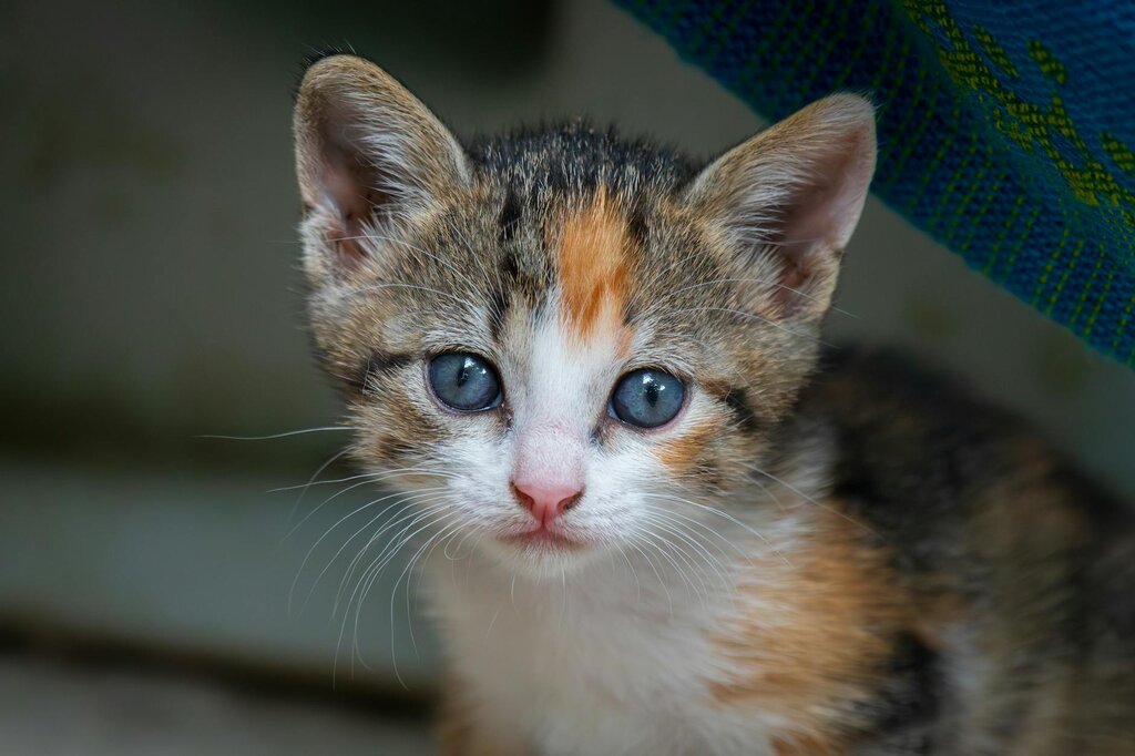 close up of tortoiseshell kitten