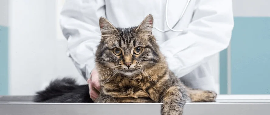 cat on examination table with vet in background