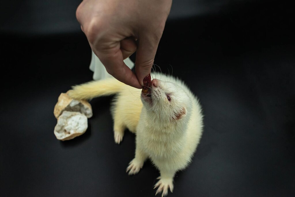 ferret eating treat