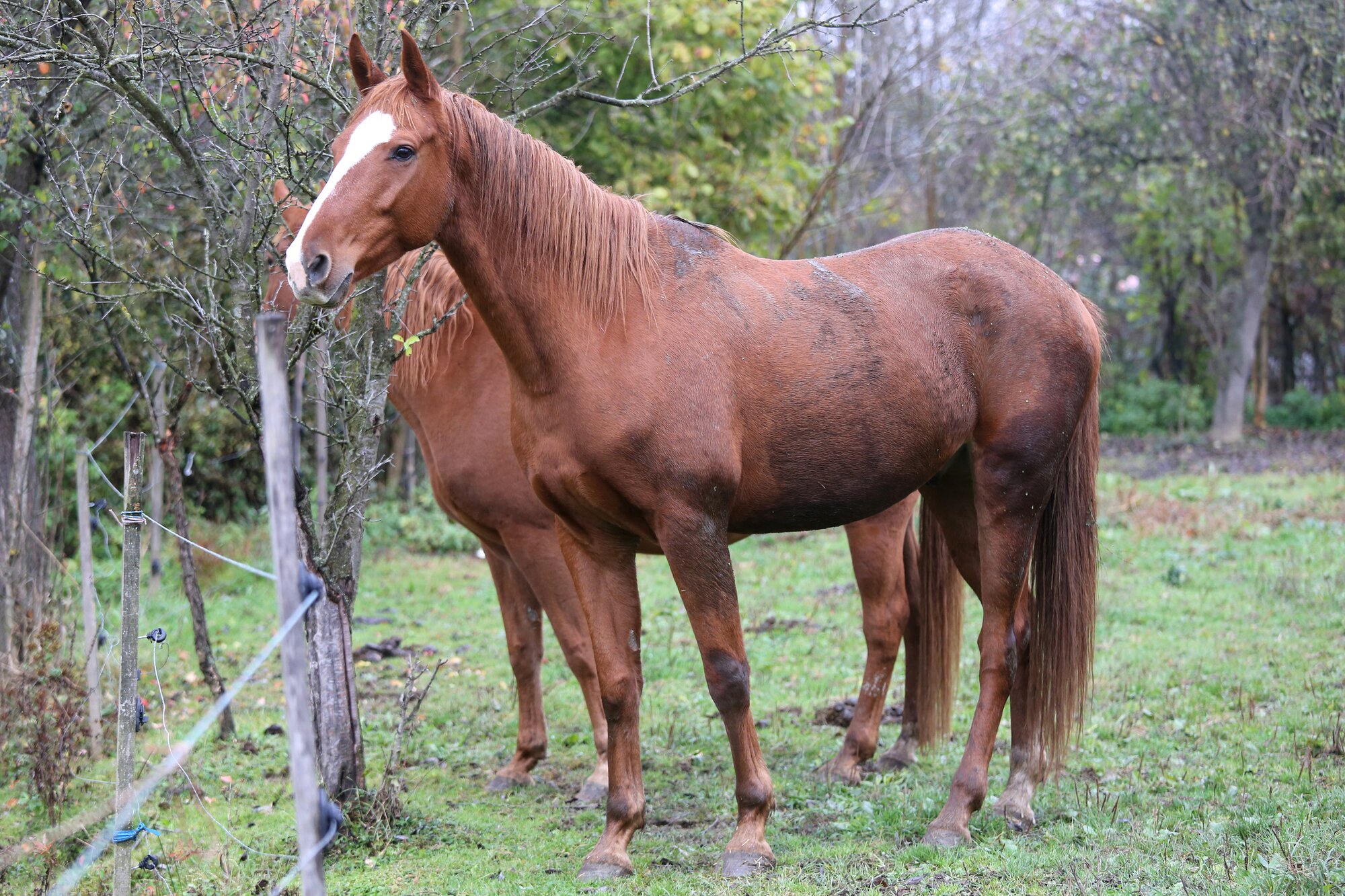 horse standing in a field with water in coat