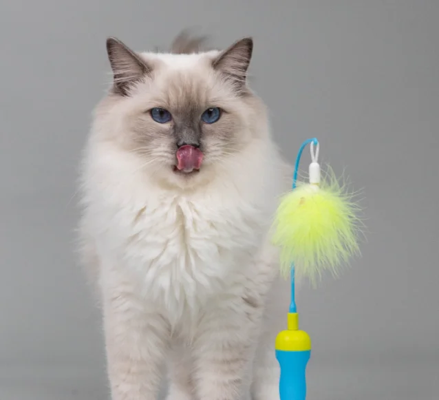 ragdoll cat playing with a toy