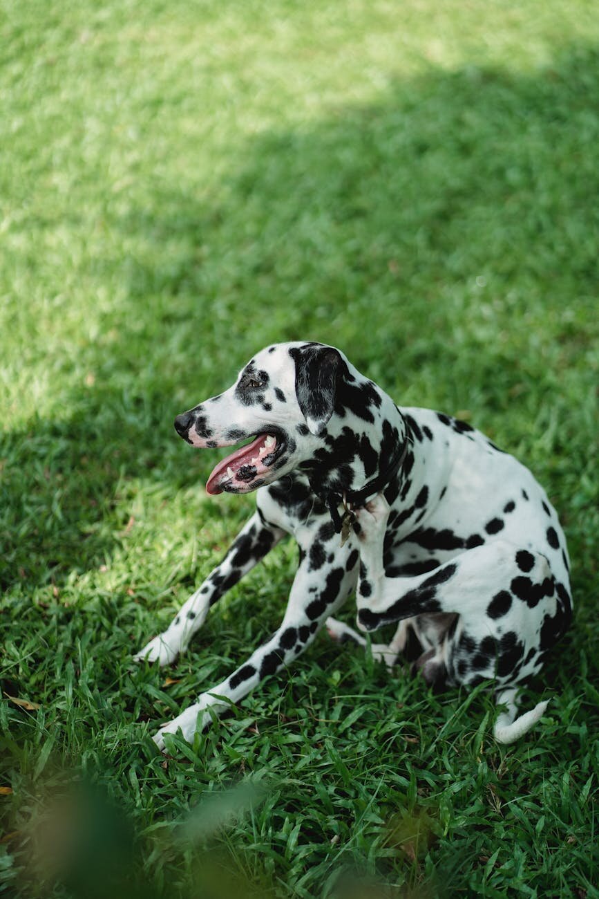 dalmatian scratching himself sitting on green grass