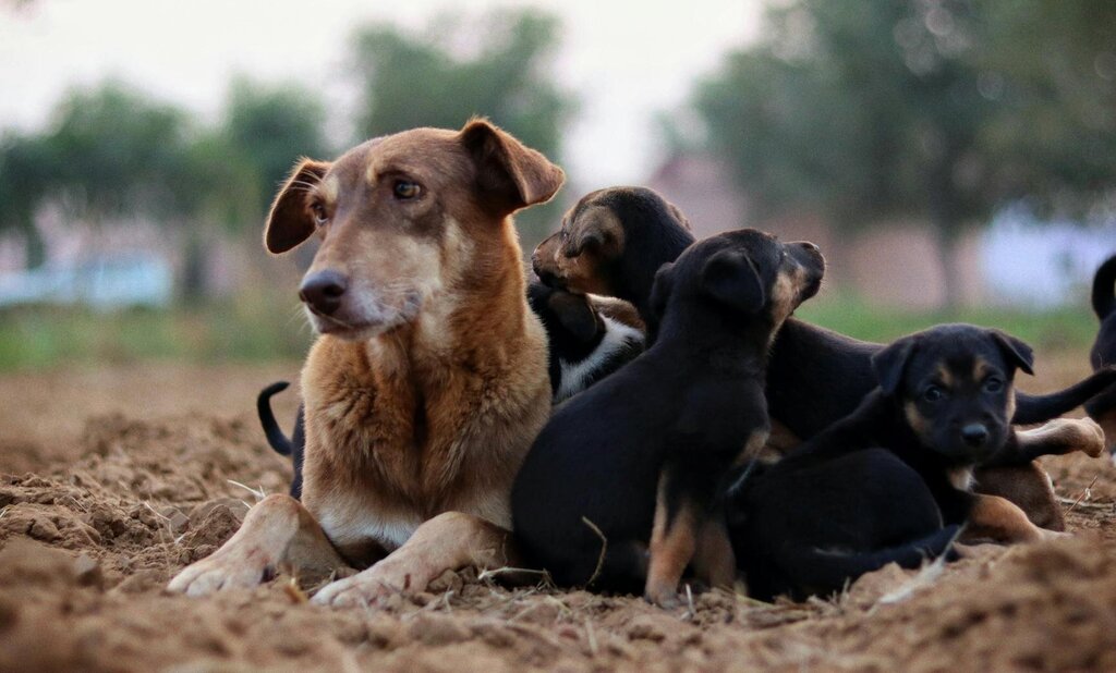 dog with litter of puppies