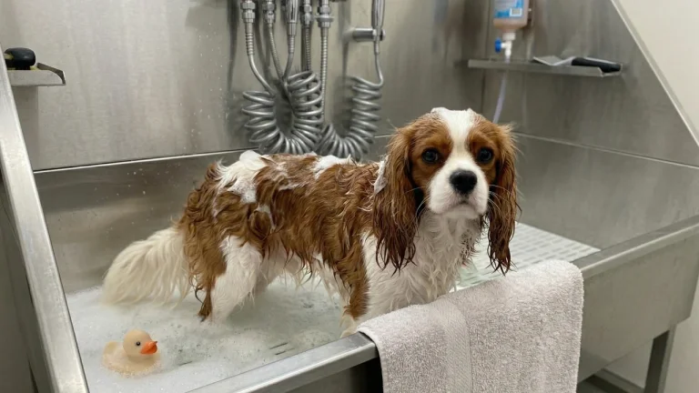 cavalier having a bath