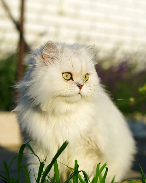 white Persian cat sitting in sunshine outdoors