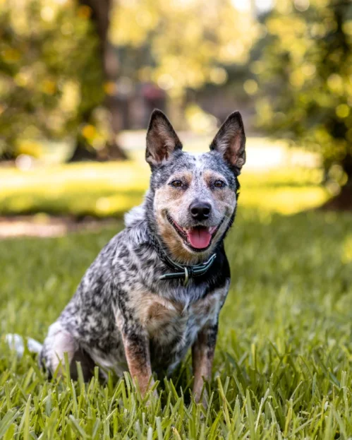 cattle dog sitting on grass