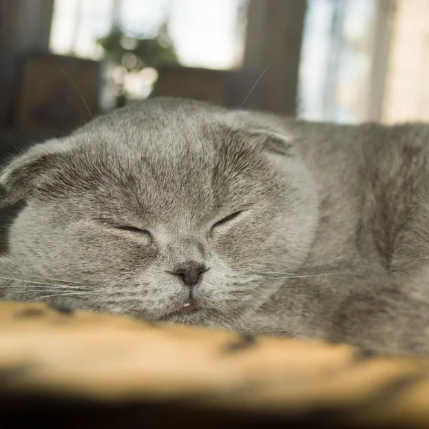 Scottish Fold cat sleeping