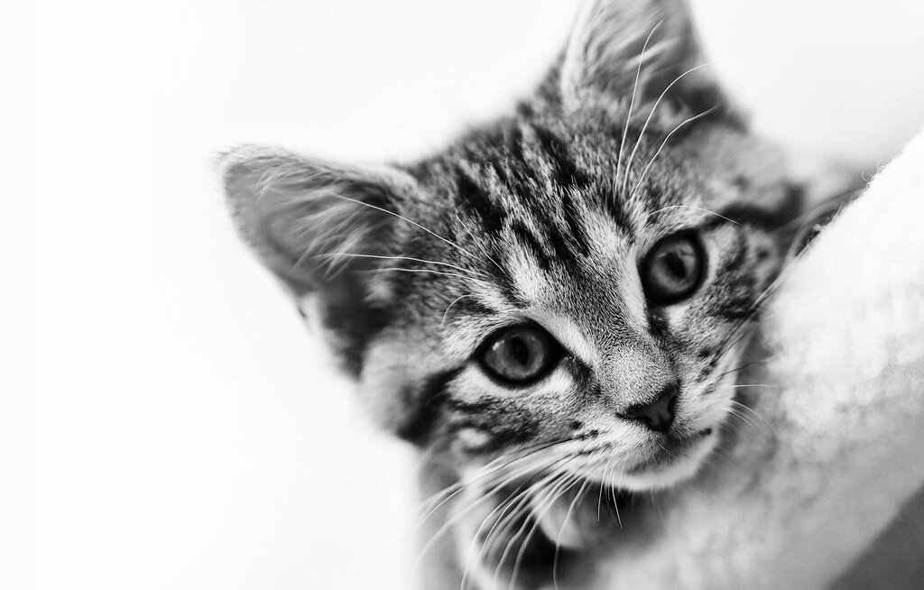 black and white photo of young kitten's face